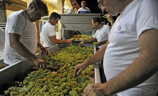 Так перебирают виноград на семейном предприятии в Италии