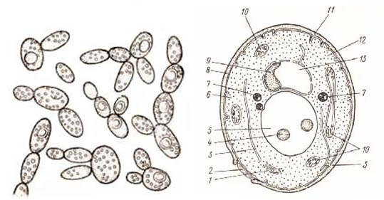 Оборудование для изучения клеток дрожжевых грибов