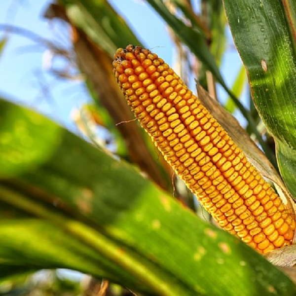 Початок кукурузы