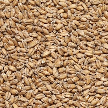 фото Солод пшеничный 1 кг Бельгия