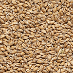 Солод пшеничный 1 кг Курск