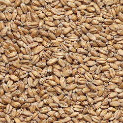 Солод пшеничный 1 кг Бельгия